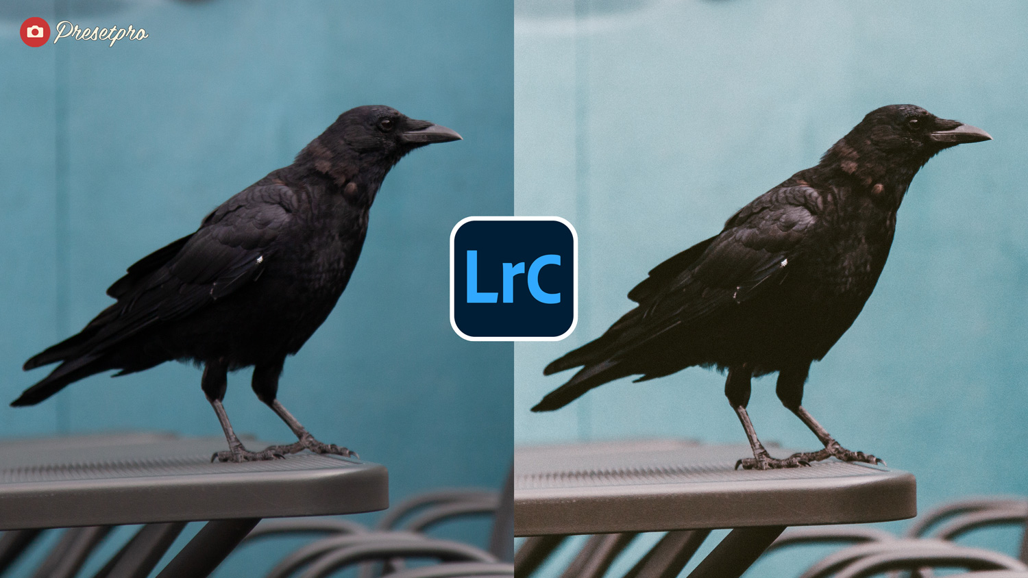 Free Lightroom Preset Color Negative Before and After