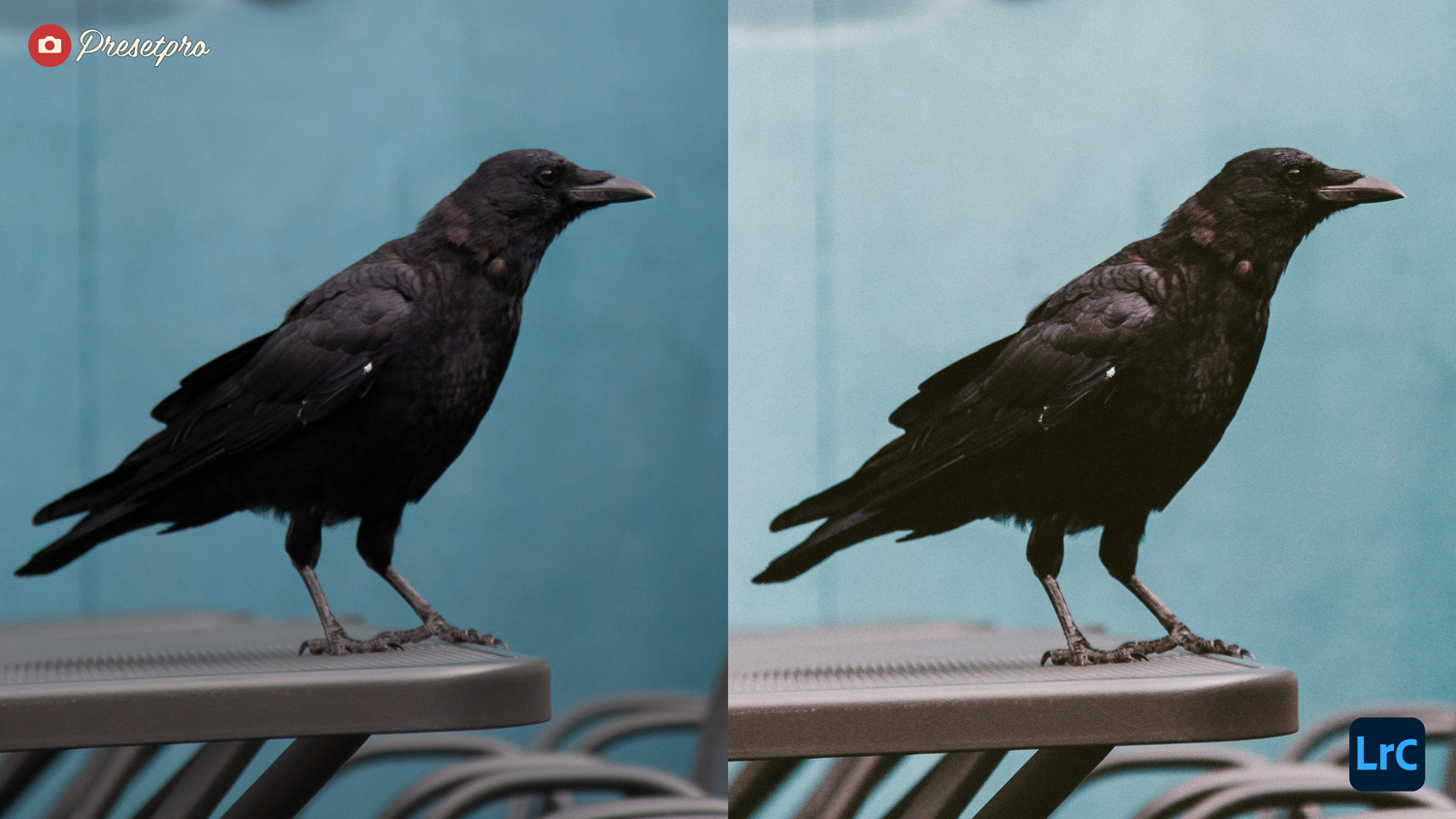 Free Lightroom Preset Color Negative Before and After