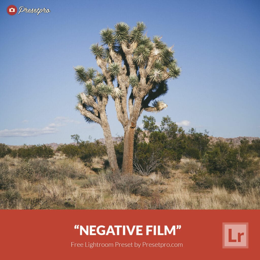 Free Lightroom Preset Negative Film by Presetpro